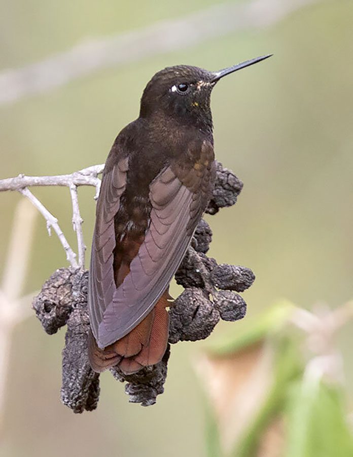 Black Metaltail by Arthur Grosse/Macaulay Library.t