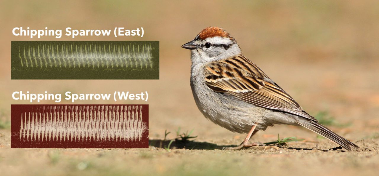 Chipping Sparrows from the eastern U.S. and Canada sing a slower song with fewer notes than their western counterparts. Chipping Sparrow by Evan Lipton/Macaulay Library; Spectrograms by Wil Hershberger/Macaulay Library.