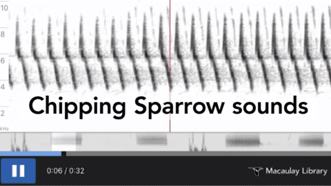 Chipping Sparrow songs spectrogram, east and west-Macaulay Library