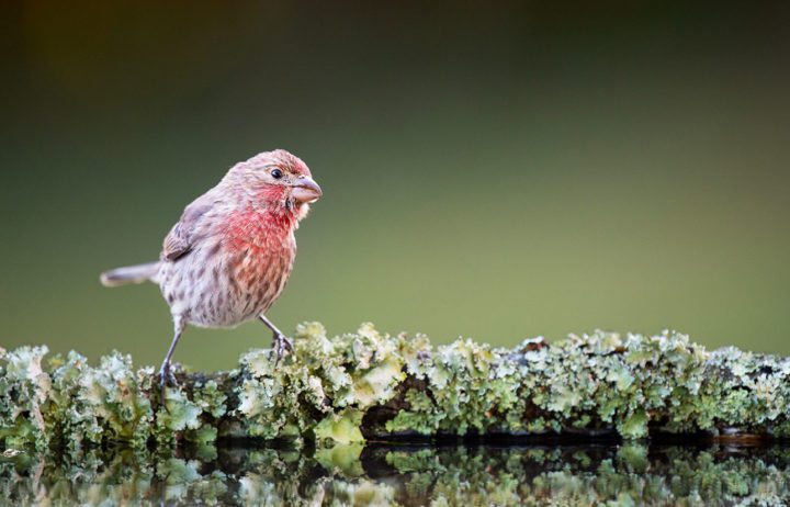 A House Finch visits Hennessy’s birdbath—the arrow marks where it perched for the photo. Photo by Ray Hennessy.