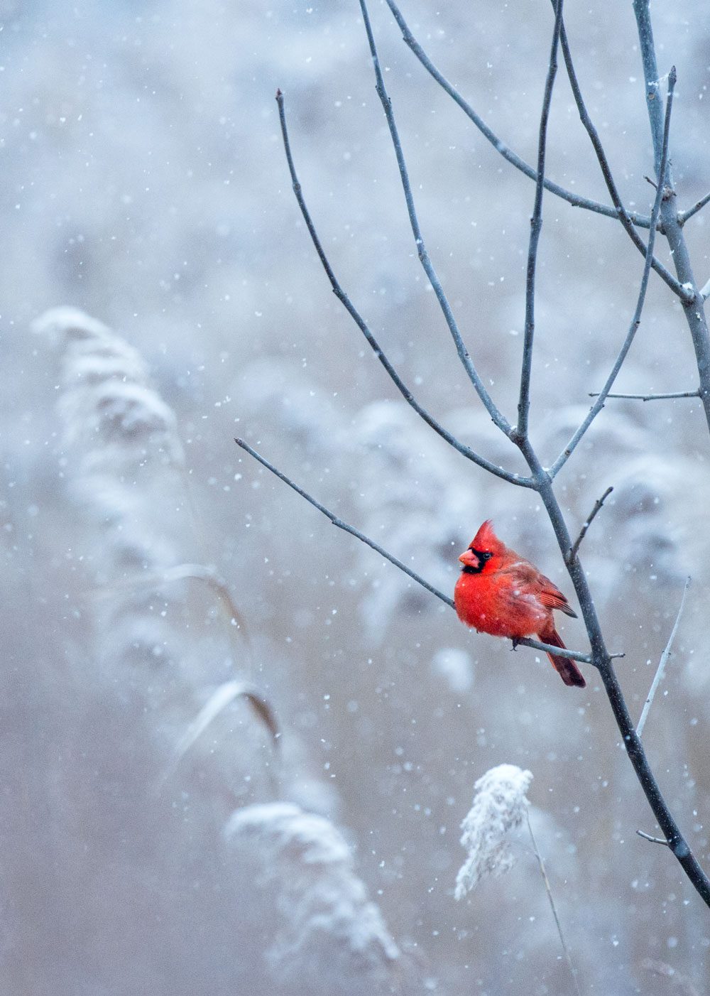 NOrthern Cardinal in the snow. Photo by Ray Hennessy.