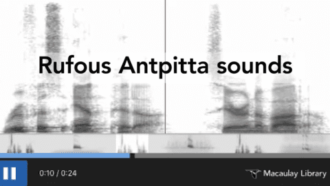 Rufous Antpitta sounds spectrogram, Macaulay Library