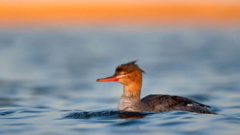 Red-breasted merganser by Ray Hennessy