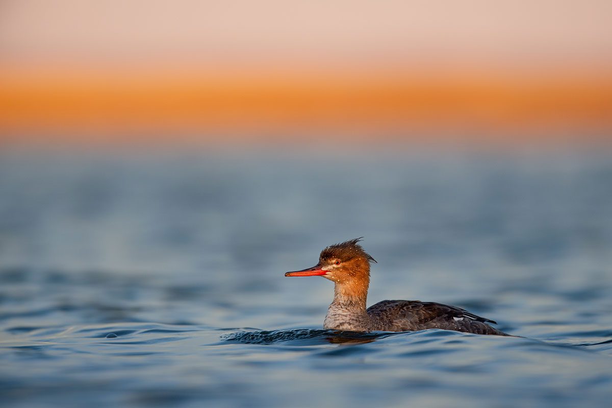 Pastel tones from the sky and golden sunlight reflecting off of the bird’s head combine to create a striking effect in this photo of a female Red-breasted Merganser. Photo by Ray Hennessy.
