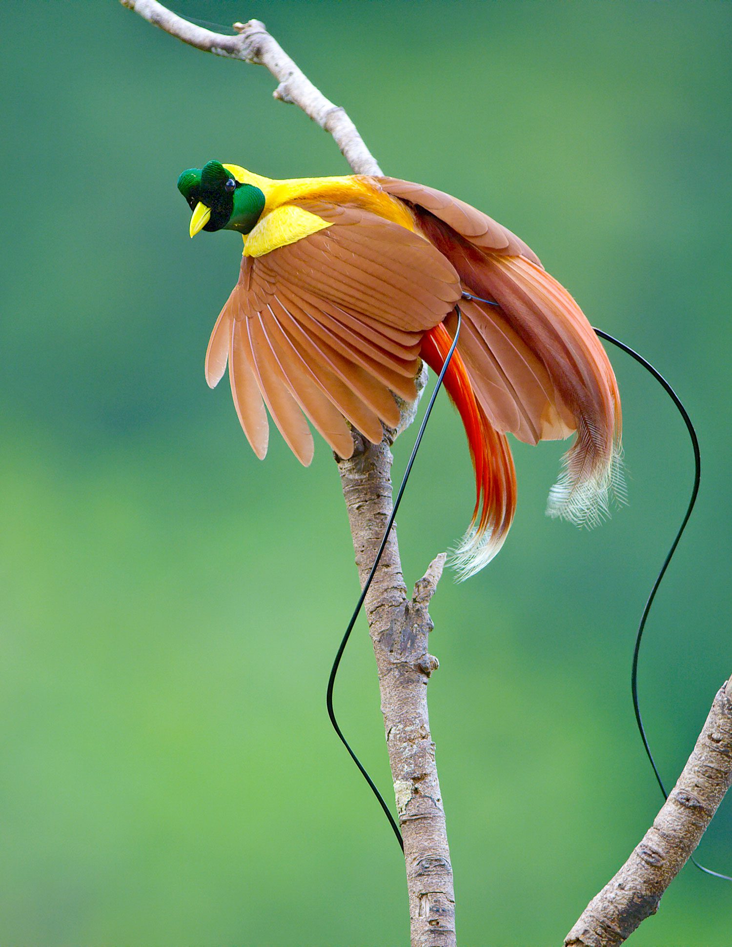 A Red Bird-of-Paradise flares his plumes in a dramatic breeding display among the rainforest treetops in New Guinea. Photo by Tim Laman.