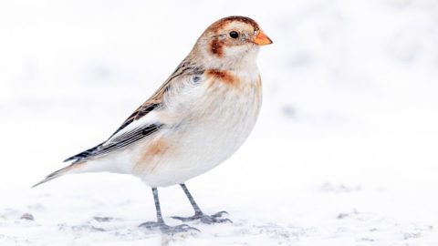 Snow Bunting by Brad Imhoff/Macaulay Library.