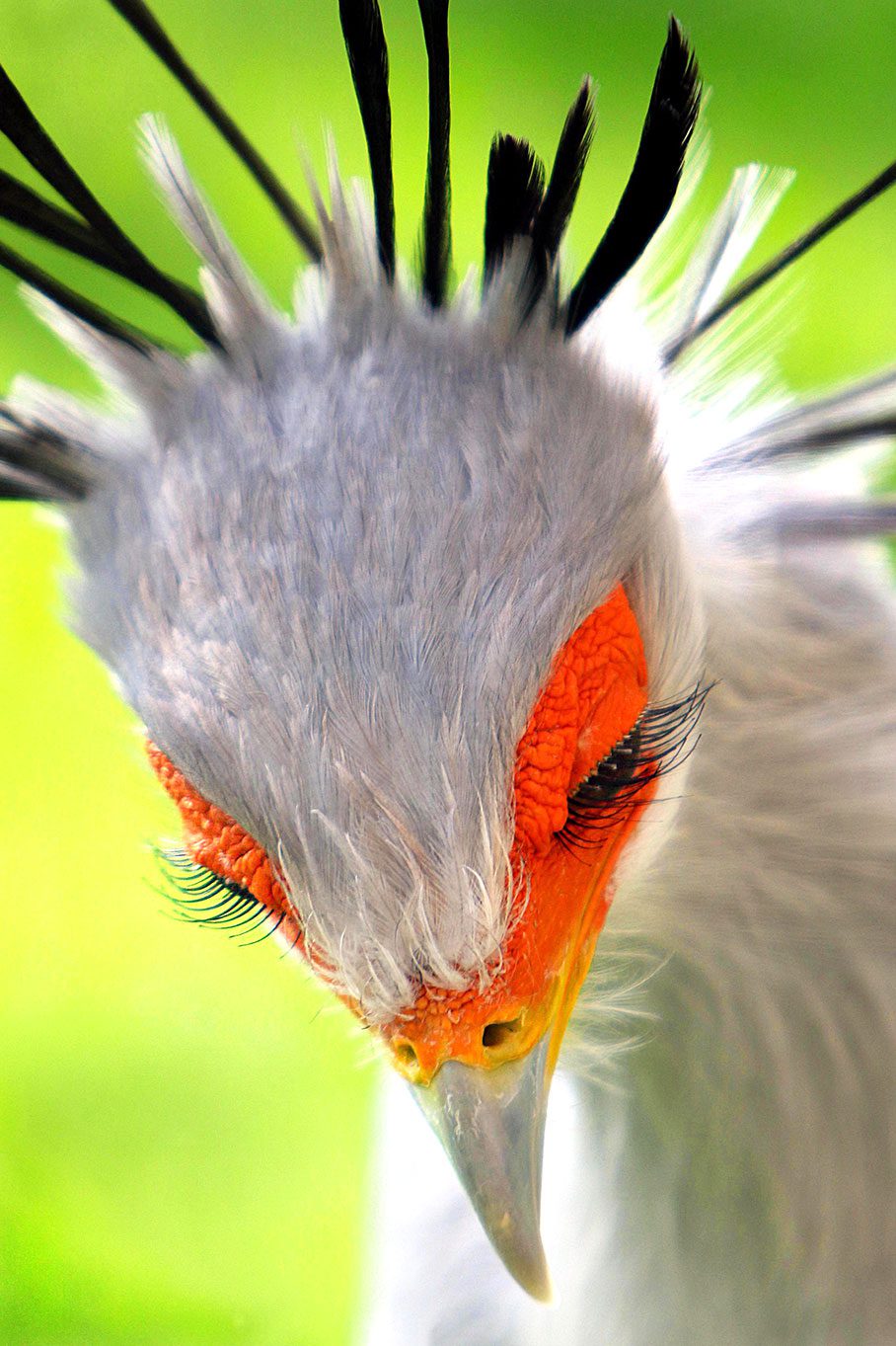 Do Birds Have Eyelashes? | All About Birds All About Birds