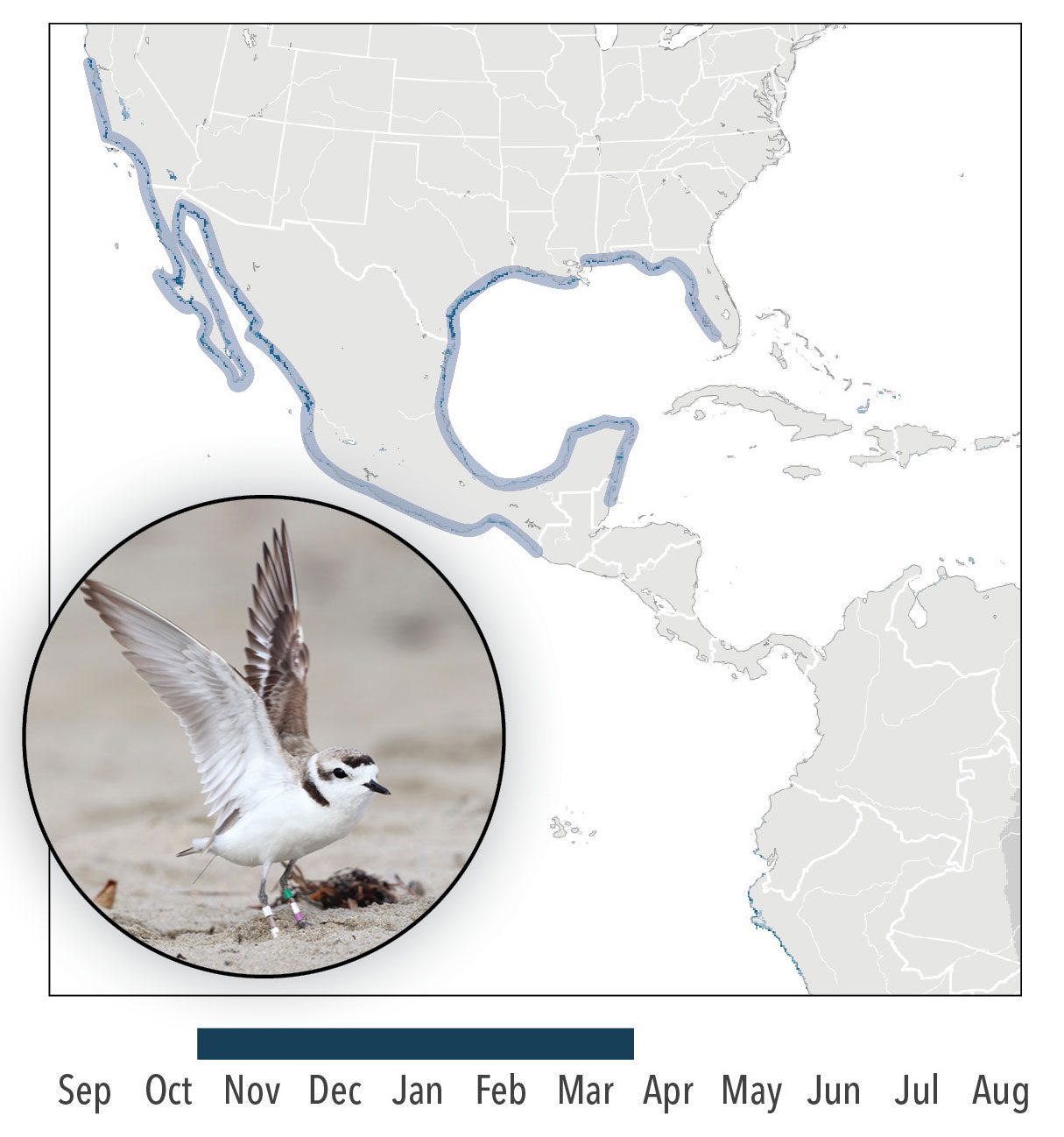 Snowy Plover map, photo in breeding plumage by Osvel Hinojosa-Huerta. by