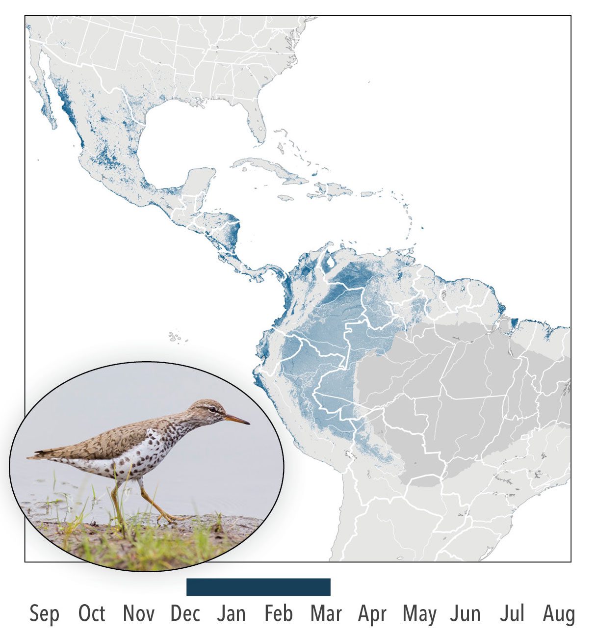 Spotted Sandpiper map; photo in breeding plumage Spotted Sandpiper by Alex Eberts/Macaulay Library.