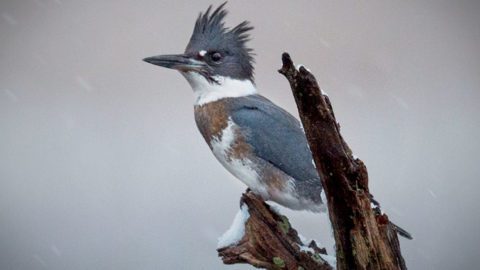 Belted Kingfisher by Ray Hennessy