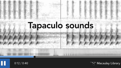 Tapaculo sounds spectogram, Macaulay Library