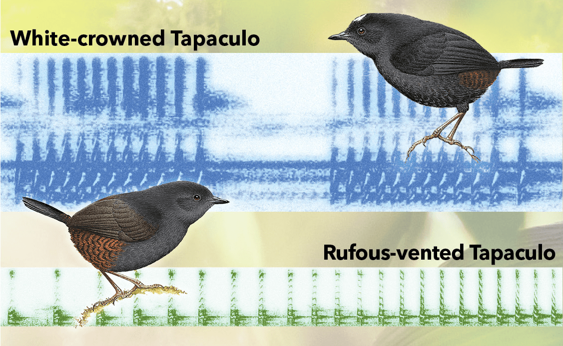 The abbreviated churrs of the White-crowned Tapaculo sound very different from the rolling chirps of the Rufous-vented.