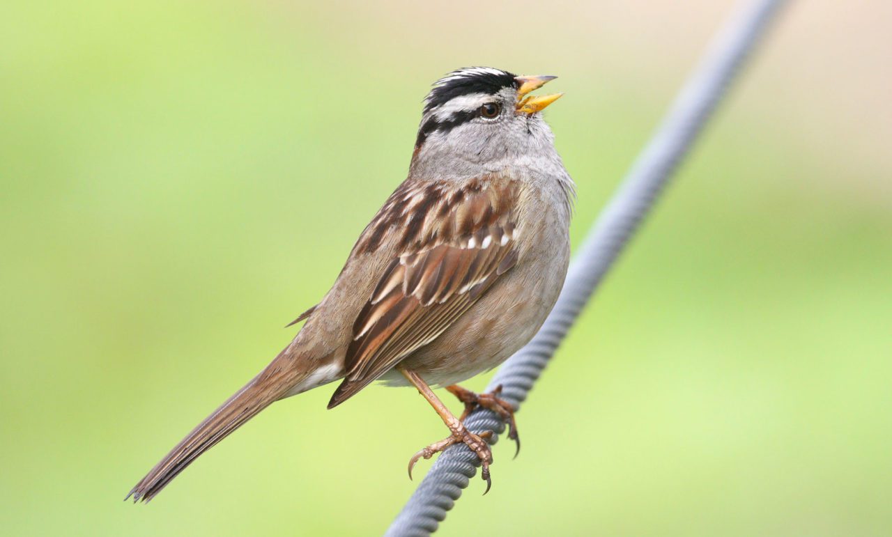 White-crowned Sparrows around San Francisco—like this one singing at Heron’s Head Park— lowered their singing voices last spring during the pandemic shutdown when they didn’t have to compete with the usual noise in the urban environment. Photo by Donna Pomeroy/Macaulay Library.