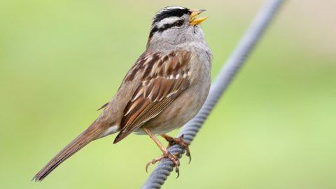 White-crowned Sparrow by Donna Pomeroy/Macaulay Library.