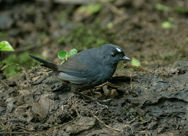 White-crowned Tapaculo by Alex Luna/Macaulay Library