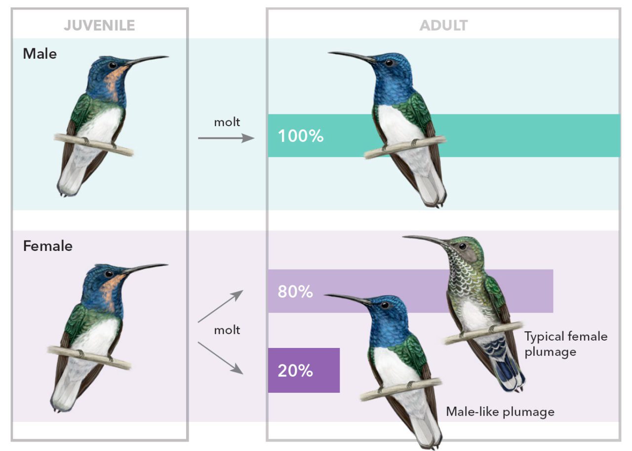 Download this White-necked Jacobins comparison