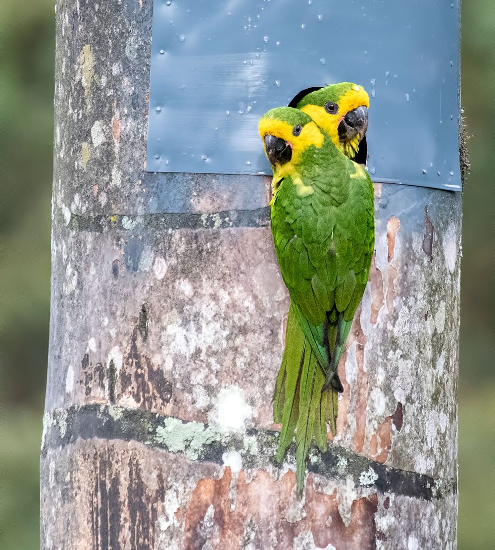 A pair of endangered Yellow-eared Parrots in Colombia. Note the maintained nest cavity in the wax palm—a tree that provides critical nesting habitat for these birds. Photo by Carl Giometti/Macaulay Library.