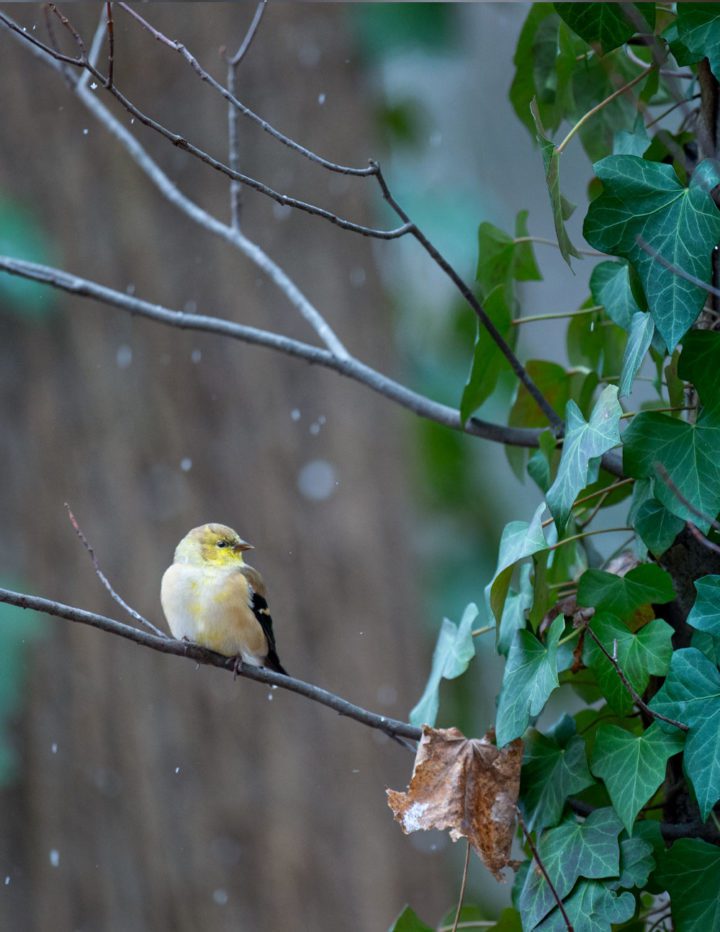 American Goldfinch. Photo by Ray Hennessy.
