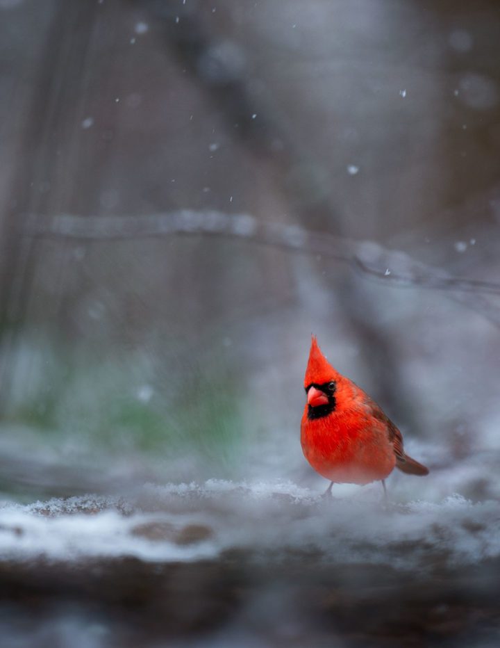 Northern Cardinal by Ray Hennessy.