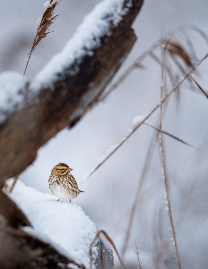 Savannah Sparrow by Ray Hennessy.