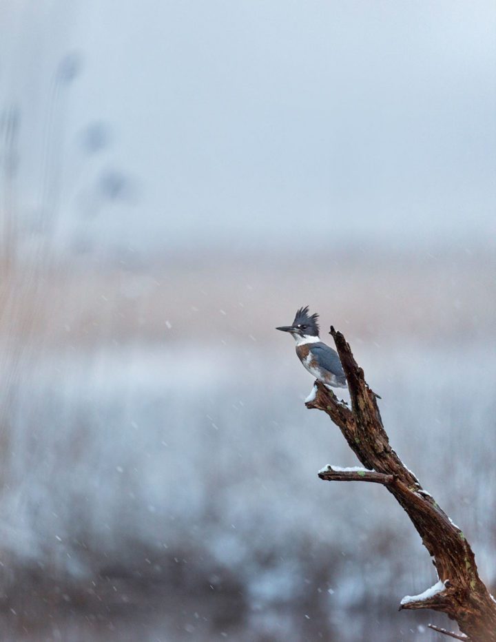 Belted Kingfisher by Ray Hennessy.
