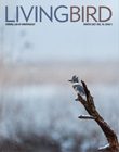 Winter 2021 Living Bird cover, Belted Kingfisher by Ray Hennessey