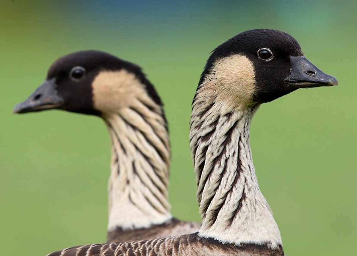 two Hawaiian Geese, or Nene, looking in opposite directions