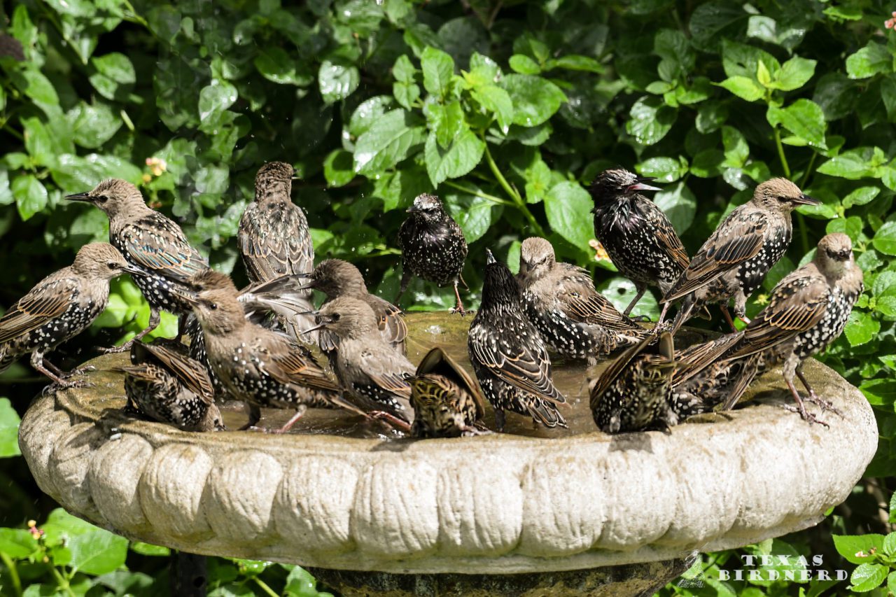 European Starlings in a bird bath. Photo by Jo WIllars/Macaulay Library.