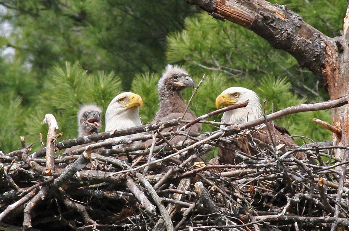 Bald Eagles on a nest with two young in Maine. Photo by Margaret Viens/Macaulay Library.