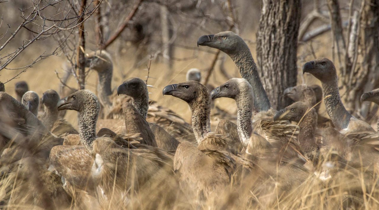 Cape Griffons gather in Limpopo, South Africa, Photo by Angus Fitton/Macaulay Library.