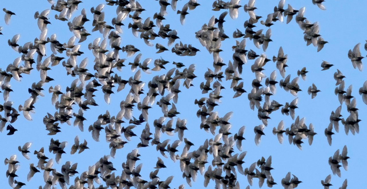 A flock of European Starlings in Pennsylvania. Photo by Martin Carlin/Macaulay Library.