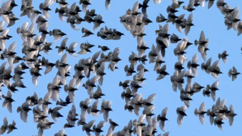 A flock of European Starlings in Pennsylvania. Photo by Martin Carlin/Macaulay Library.