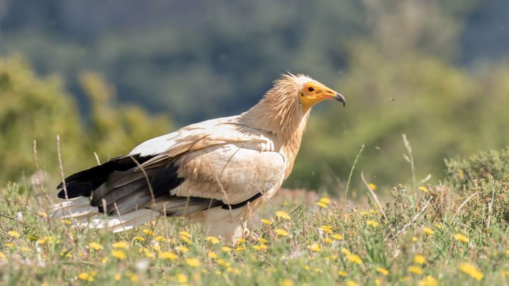 Photo of an Egyptian Vulture in Cataluña, Spain, by Pascal De Munck/Macaulay Library