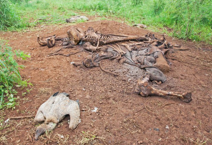 Dead vultures at an elephant carcass. Photo by André Botha.