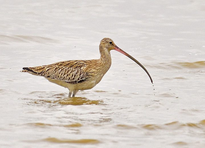 Far Eastern Curlew in China, Xiwen Chen/Macaulay Library.