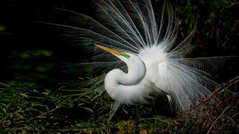 Great Egret by Melissa James/Macaulay Library.