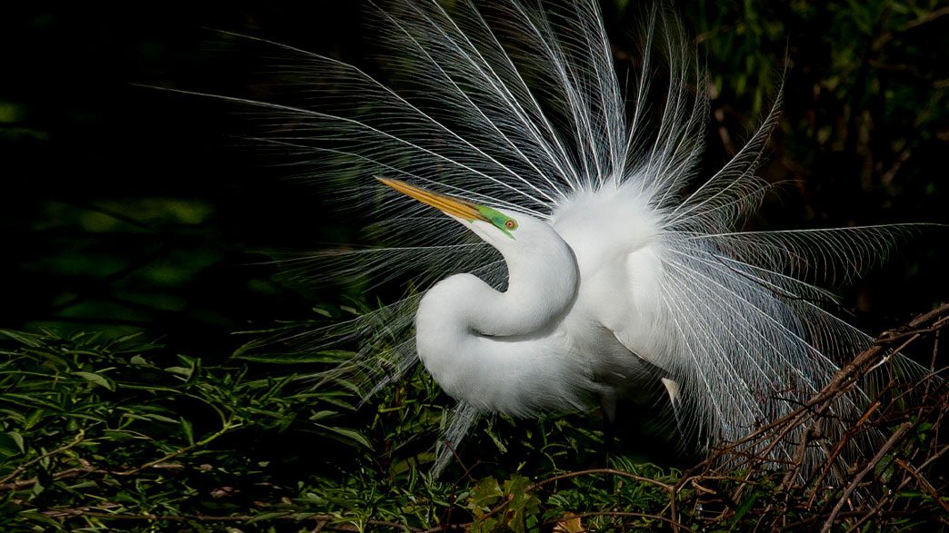 Great Egret by Melissa James/Macaulay Library.