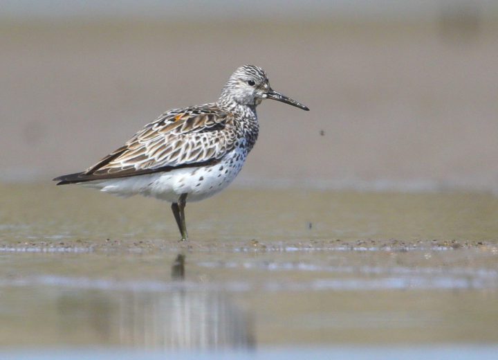 Great Knot in China by by Lefei Han/Macaulay Library