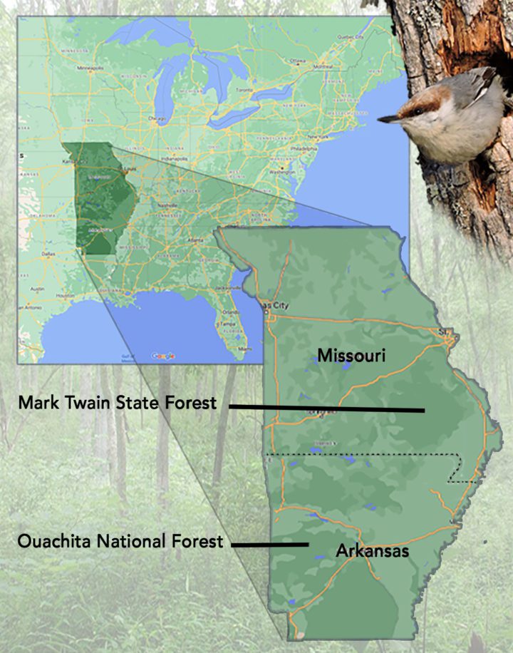 Brown-headed Nuthatch relocation map. Map from GoogleMaps, Missouri forest by Paul Nelson/Creative Commons; Brown-headed Nuthatch by Daniel Casey/Macaulay Library.
