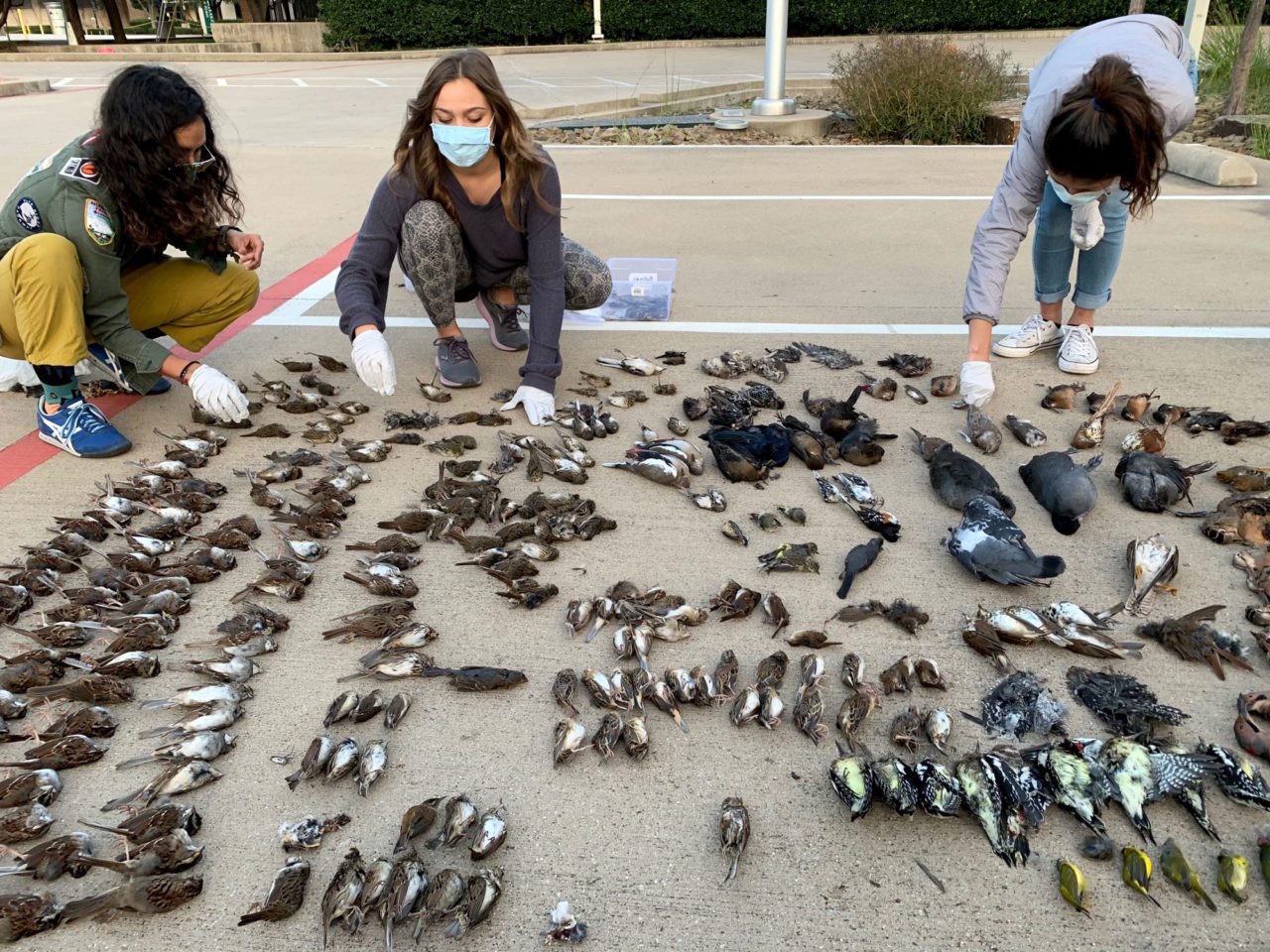 volunteers line up dead birds found during a survey in downtown Dallas