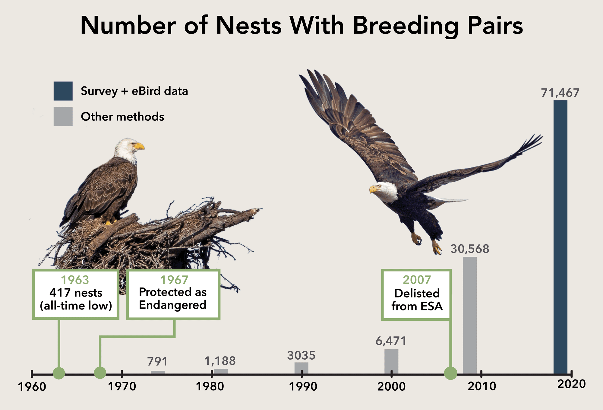 Number of nests with breeding pairs. Photos from Macaulay Library: Bald Eagle on nest by Bill Wood, in flight by Eric Heisey. Graphic by Jillian Ditner.