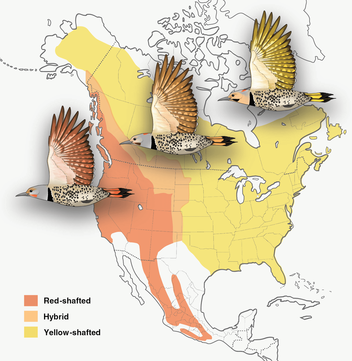 Color variation in flickers is caused by differences in just a few genes out of tens of thousands. Northern Flicker illustrations by Megan Bishop.