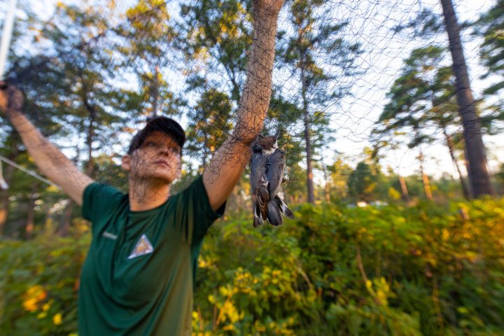 Scientists worked fast to capture Brown-headed Nuthatches in Arkansas during the cool early-morning hours, and by noon the birds were transported to Missouri. Photo by Noppadol Paothong/Missouri Department of Conservation.