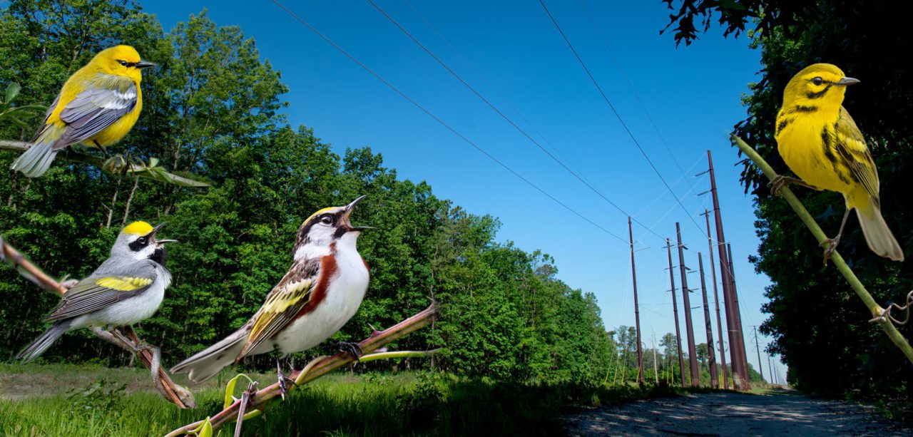 Power lines in New Jersey, and birds (left to right): Blue-winged Warbler, Golden-winged Warbler, Chestnut-sided Warbler, Prairie Warbler. Photos by Ray Hennessy.
