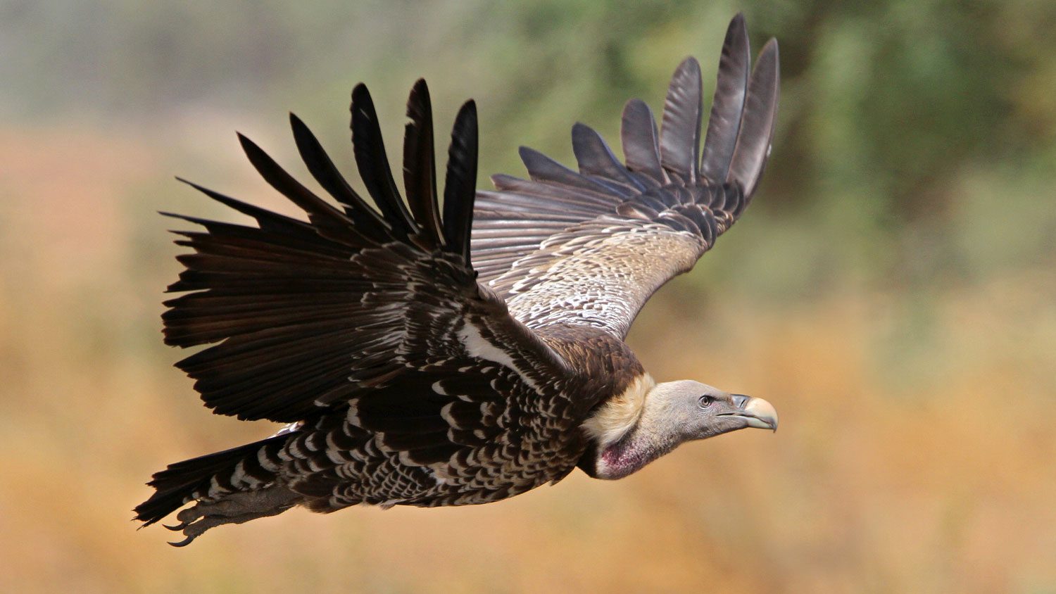 Vulture And Eagle Fight