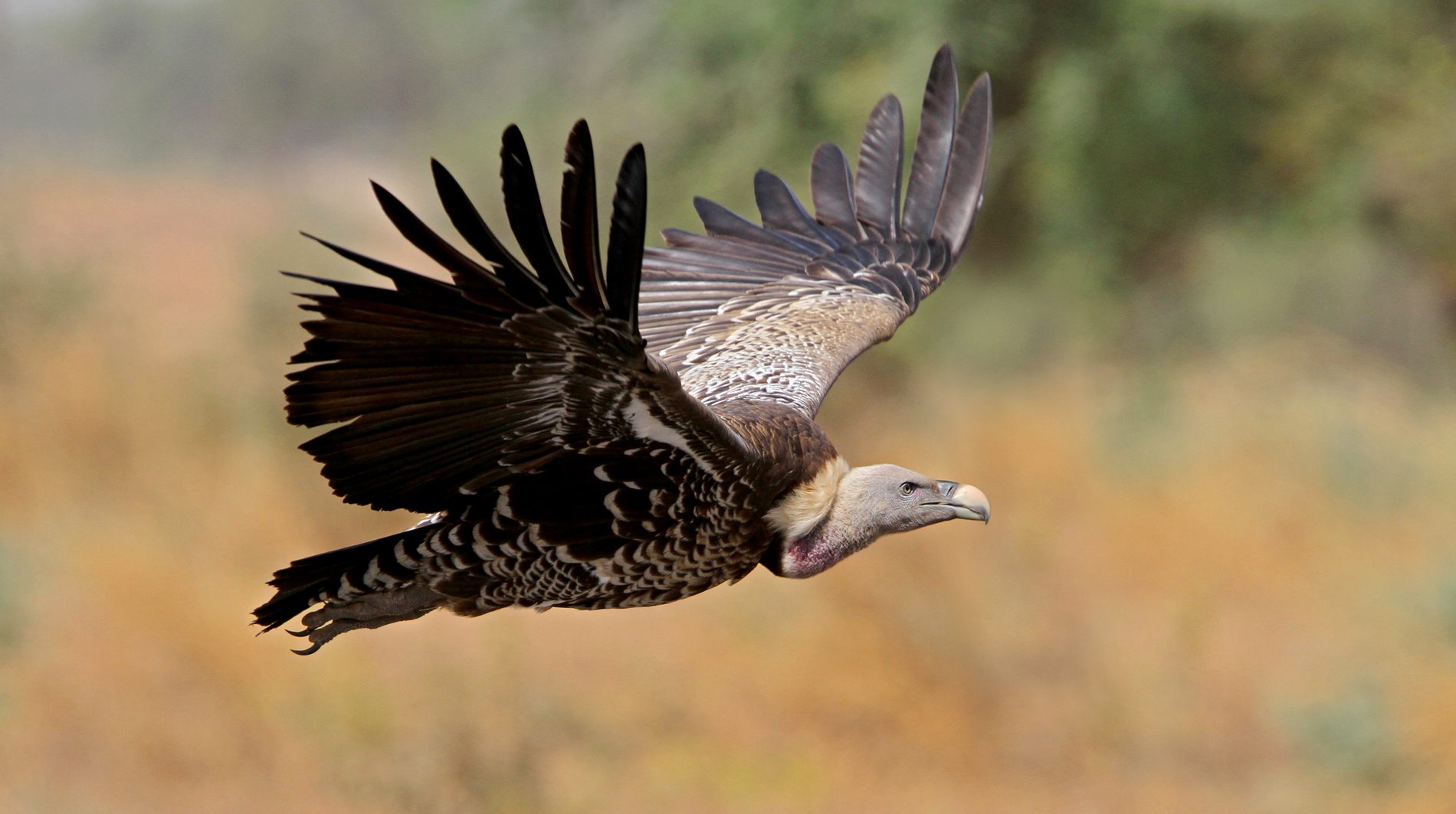 Africa's vultures are disappearing. A series of disasters could
