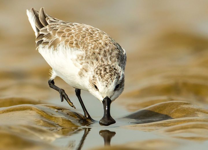 Spoon-billed Sandpiper by Lefei Han/Macaulay Library