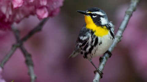 Living Bird Table of Contents, Yellow-throated Warbler by Ray Hennessey.