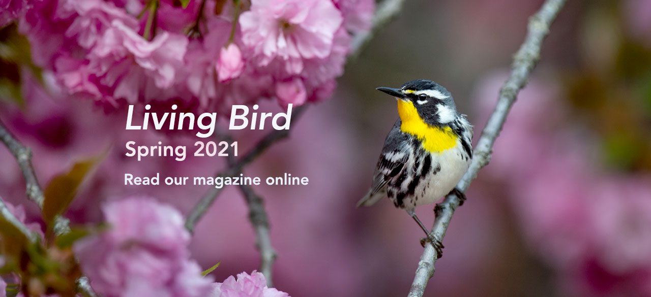 Living Bird Table of Contents, Yellow-throated Warbler by Ray Hennessey.