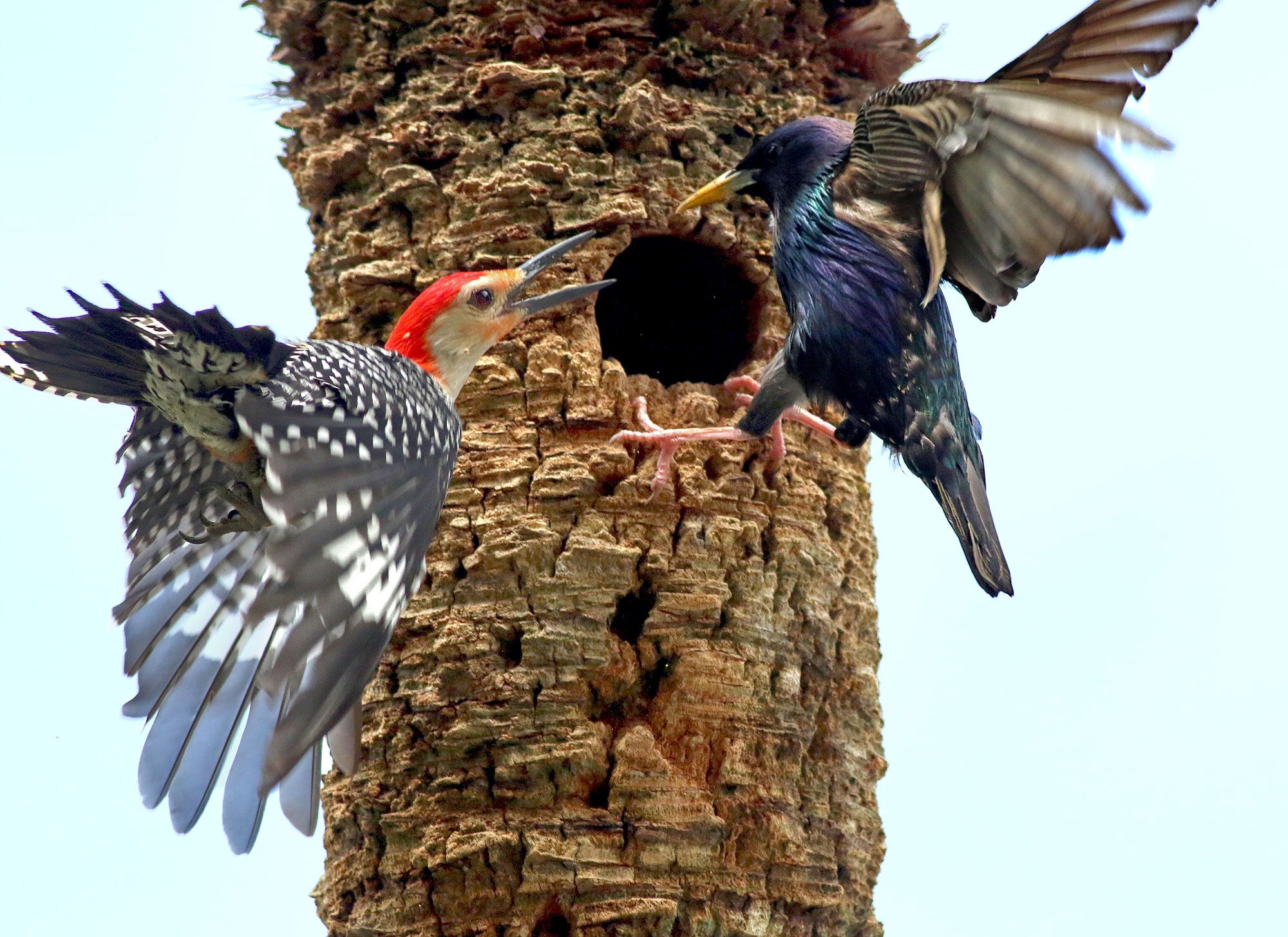 A native Red-bellied Woodpecker fights off an European Starling from the woodpecker's nest cavity. Photo by Philip Rathner via BIrdshare.
